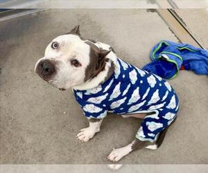 Staffordshire Bull Terrier-Unknown Mix Dogs for adoption in Fort Collins, CO, USA