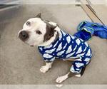MR. BEEFY - Male Staffordshire Bull Terrier-Unknown Mix Dog for Adoption - Small photo