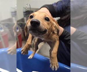 Chihuahua Dogs for adoption in Bakersfield, CA, USA