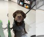 Small #1 Labrador Retriever Mix