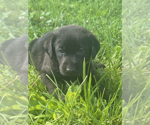 Medium Photo #8 Labrador Retriever Puppy For Sale in MONTICELLO, KY, USA