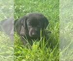 Puppy Puppy 7 Red Labrador Retriever