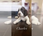 Small Photo #1 English Springer Spaniel Puppy For Sale in BAYVIEW, TX, USA