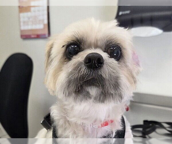 Medium Photo #1 Shih Tzu-Unknown Mix Puppy For Sale in San Clemente, CA, USA