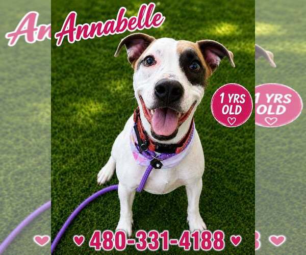 Medium Photo #1 American Pit Bull Terrier-Unknown Mix Puppy For Sale in phoenix, AZ, USA