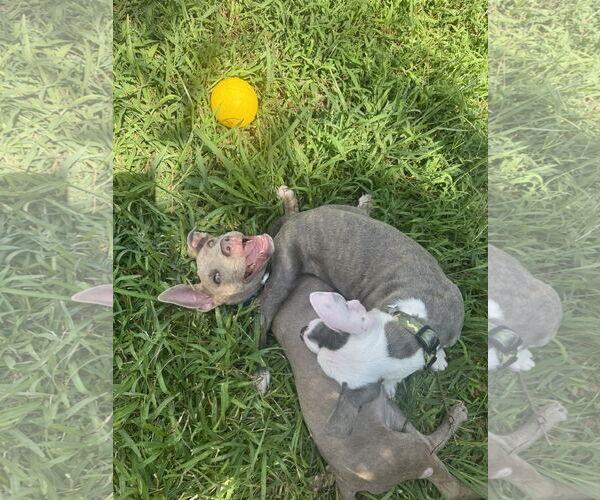 Medium Photo #3 Blue Lacy-Labrador Retriever Mix Puppy For Sale in The Woodlands, TX, USA