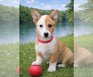 Mutt Dogs for adoption in Bon Carbo, CO, USA