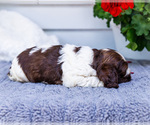 Small #1 Cocker Spaniel