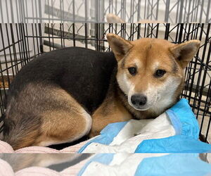 Shiba Inu Dogs for adoption in Great Bend, KS, USA