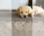 Puppy Navy Labrador Retriever