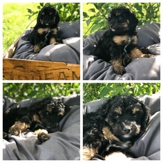 Bernedoodle-Poodle (Toy) Mix Puppy for sale in PRIOR LAKE, MN, USA