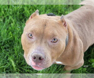 Mutt Dogs for adoption in Fort Wayne, IN, USA