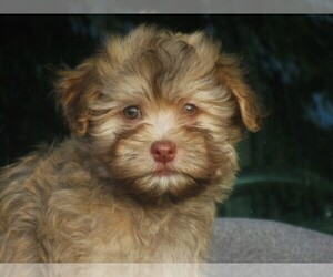 Havanese Puppy for sale in WILSON, NY, USA