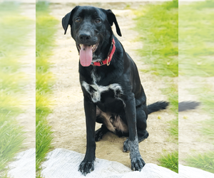 Smidge - Male Labrador Retriever-Unknown Mix Dog for Adoption - Photo #2
