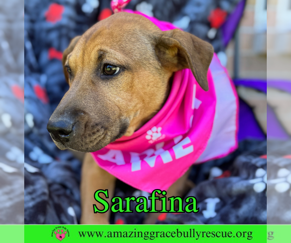 Medium Photo #9 Bulldog-Labrador Retriever Mix Puppy For Sale in Pensacola, FL, USA