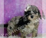 Small Photo #108 Poodle (Miniature) Puppy For Sale in WARSAW, IN, USA