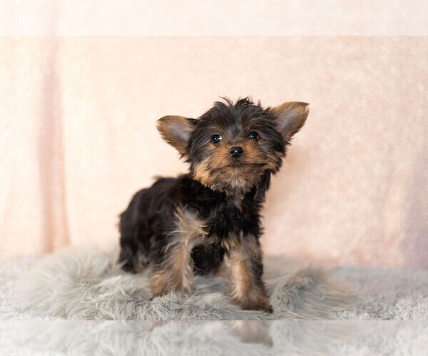 Medium Photo #9 YorkiePoo Puppy For Sale in NAPPANEE, IN, USA