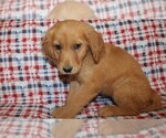 Small Photo #9 Golden Retriever Puppy For Sale in BLOOMINGTON, IN, USA