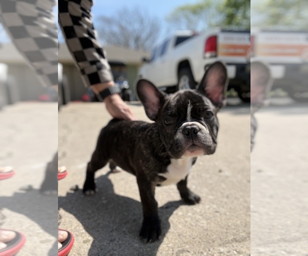Medium Photo #7 French Bulldog Puppy For Sale in YORKTOWN, IN, USA