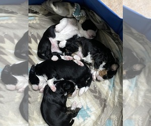 Miniature Bernedoodle Litter for sale in WOODSTOCK, GA, USA