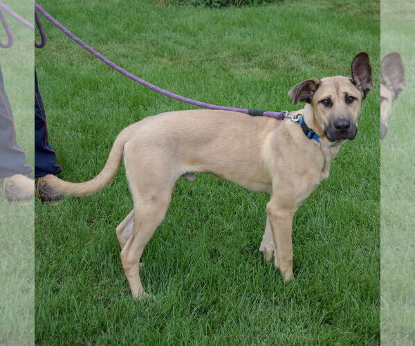 Medium Photo #2 German Shepherd Dog-Mastiff Mix Puppy For Sale in Huntley, IL, USA