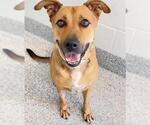 Small #1 German Shepherd Dog Mix