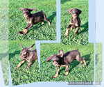 Small #6 Doberman Pinscher
