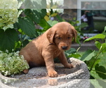 Small Photo #33 Golden Retriever Puppy For Sale in GREENWOOD, WI, USA