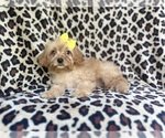Small #6 Cavapoo