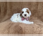 Small #2 Poodle (Miniature)