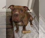 Small #7 Bulldog Mix