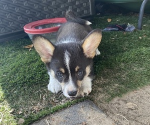 Pembroke Welsh Corgi Puppy for sale in BRANDON, FL, USA