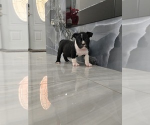 American Bully Puppy for sale in NORTH PORT, FL, USA