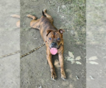 Small #2 American Staffordshire Terrier-Boxer Mix