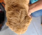Small #5 Poodle (Standard)