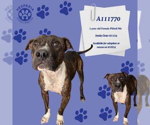 American Pit Bull Terrier Dogs for adoption in HESPERIA, CA, USA