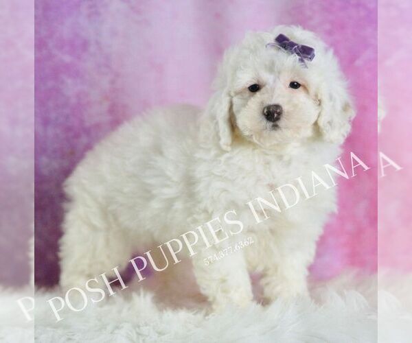 Medium Photo #4 Poodle (Toy) Puppy For Sale in WARSAW, IN, USA