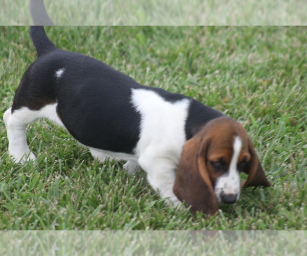Medium Photo #79 Basset Hound Puppy For Sale in MEMPHIS, MO, USA