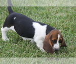 Small #4 Basset Hound