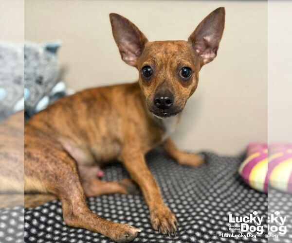 Medium Photo #3 Chihuahua-Unknown Mix Puppy For Sale in Washington, DC, USA