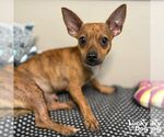 Small #2 Chihuahua Mix