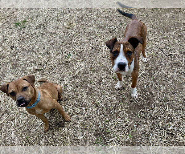 Medium Photo #17 Boxador Puppy For Sale in Brewster, NY, USA
