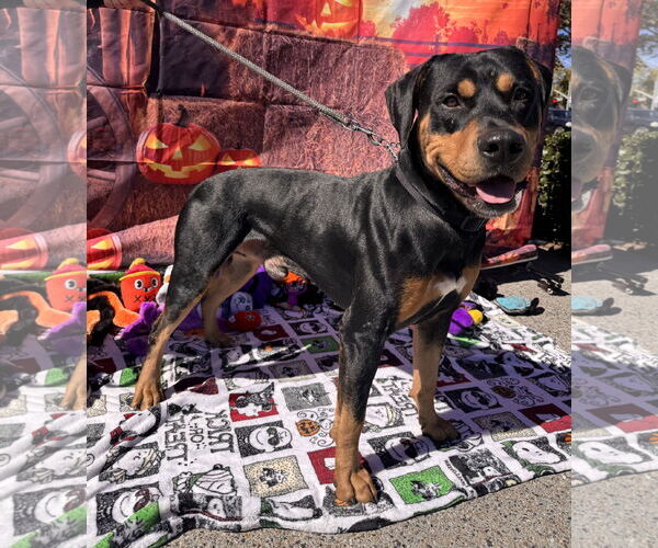 Medium Photo #9 Rotterman Puppy For Sale in Lake Elsinore, CA, USA
