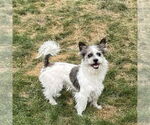 Small #3 Mutt