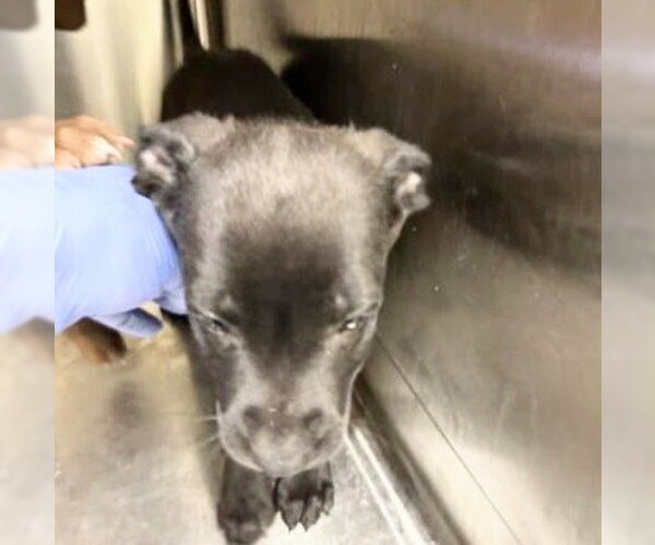 Medium Photo #1 Labrador Retriever Puppy For Sale in Houston, TX, USA