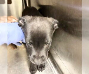 Labrador Retriever Dogs for adoption in Houston, TX, USA