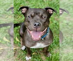 Small #3 American Staffordshire Terrier Mix