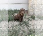 Puppy Belle Labrador Retriever