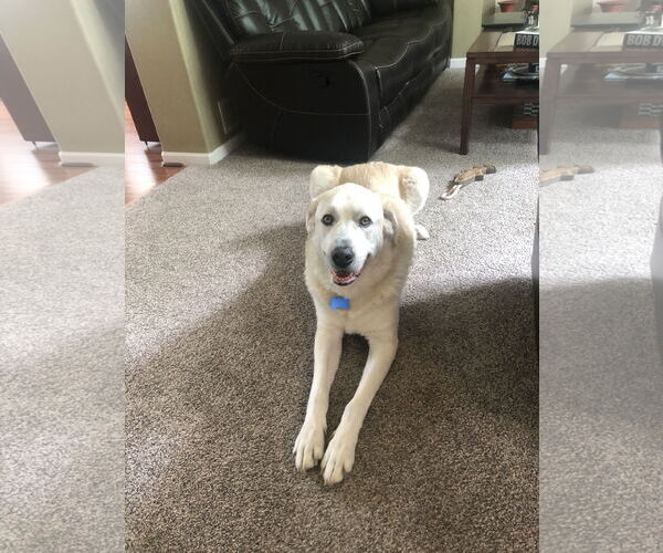 Medium Photo #8 Great Pyrenees-Unknown Mix Puppy For Sale in Fort Collins, CO, USA