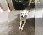 Small #7 Great Pyrenees Mix